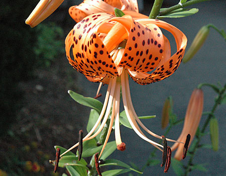 Side View of a Lily